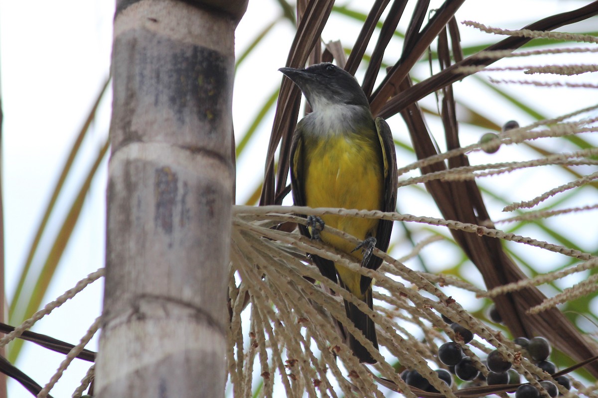 Sulphury Flycatcher - ML624484136