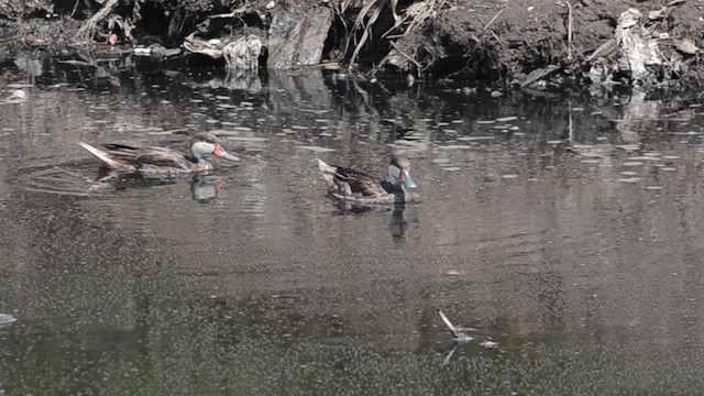 White-cheeked Pintail - ML624484218
