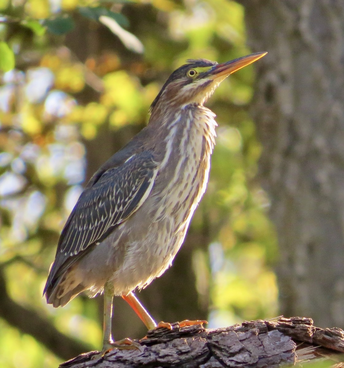 Green Heron - ML624484219