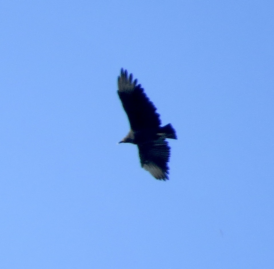 Black Vulture - ML624484235