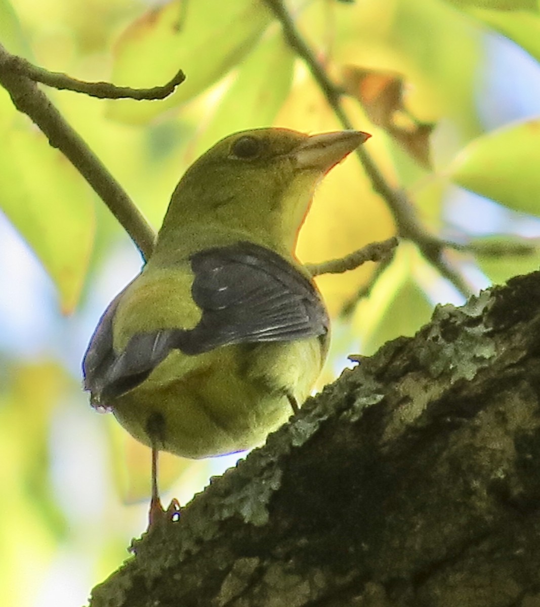 Scarlet Tanager - Barb Matthews