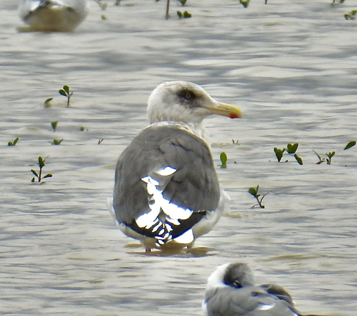 Мартин охотський - ML624484379