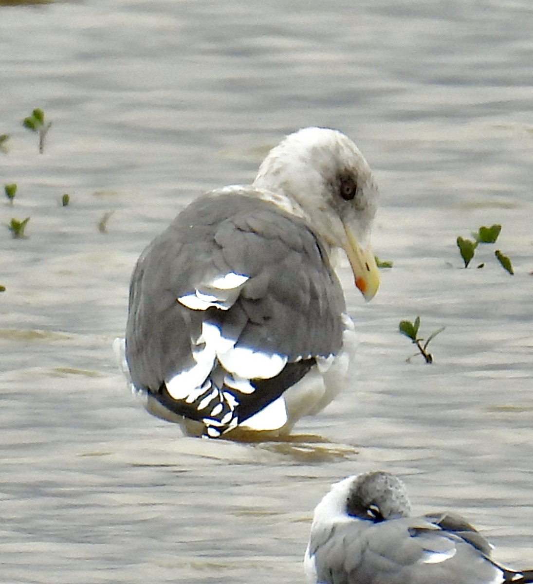 Slaty-backed Gull - ML624484380