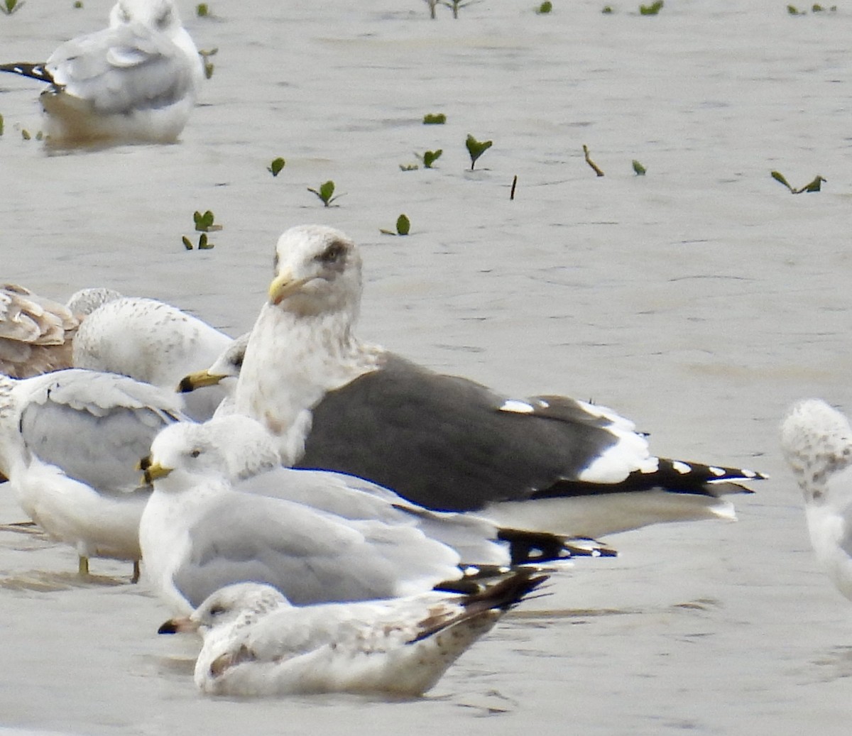 Мартин охотський - ML624484381