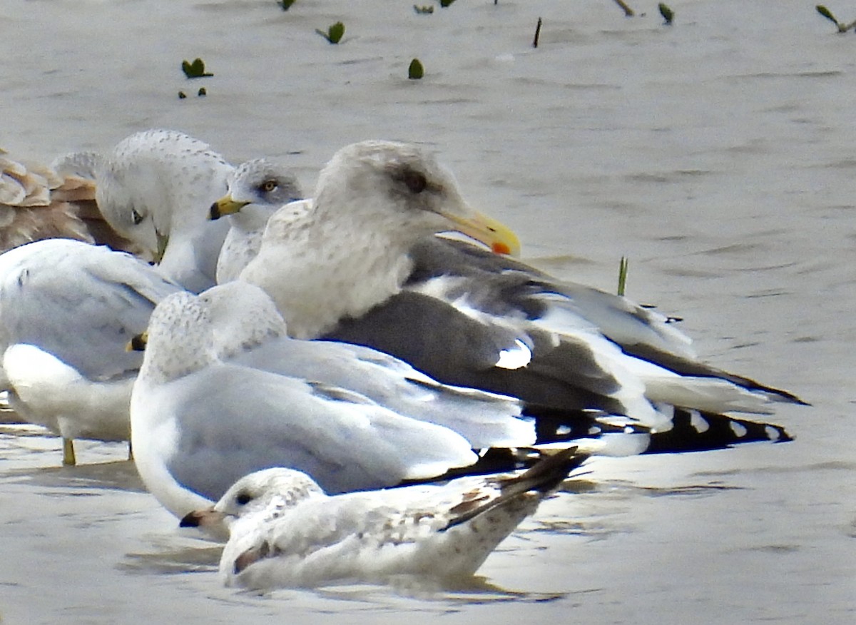 Slaty-backed Gull - ML624484382