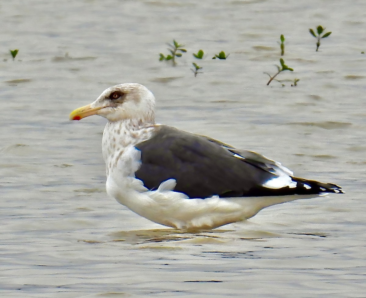 Slaty-backed Gull - ML624484383