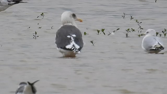 Slaty-backed Gull - ML624484384