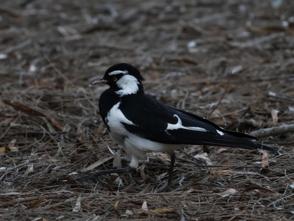 Magpie-lark - ML624484589