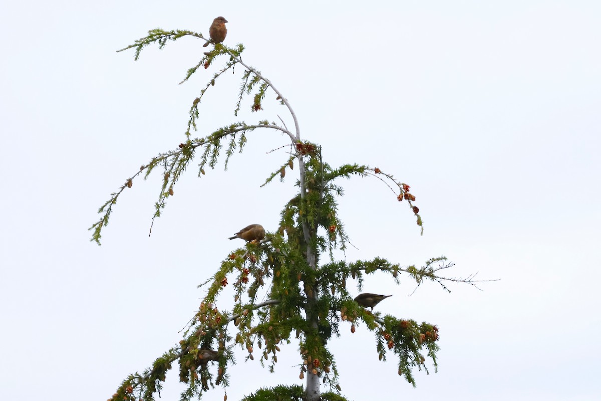 Red Crossbill - ML624484596