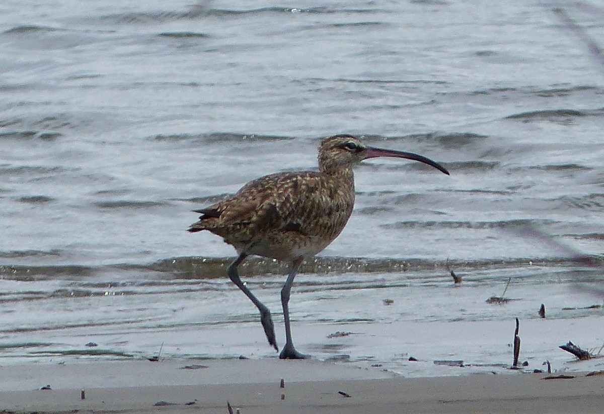 Whimbrel - ML62448481