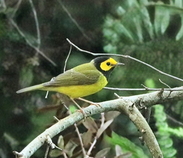 Hooded Warbler - ML624484961