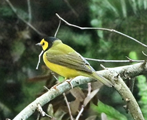 Hooded Warbler - ML624484962