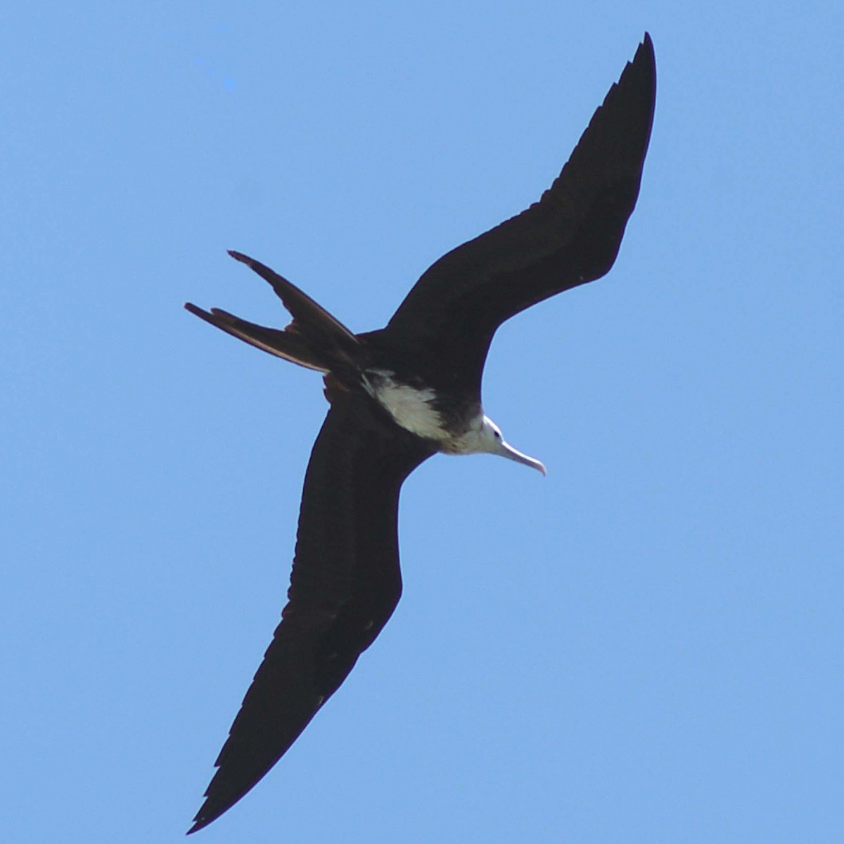 Magnificent Frigatebird - ML62448501