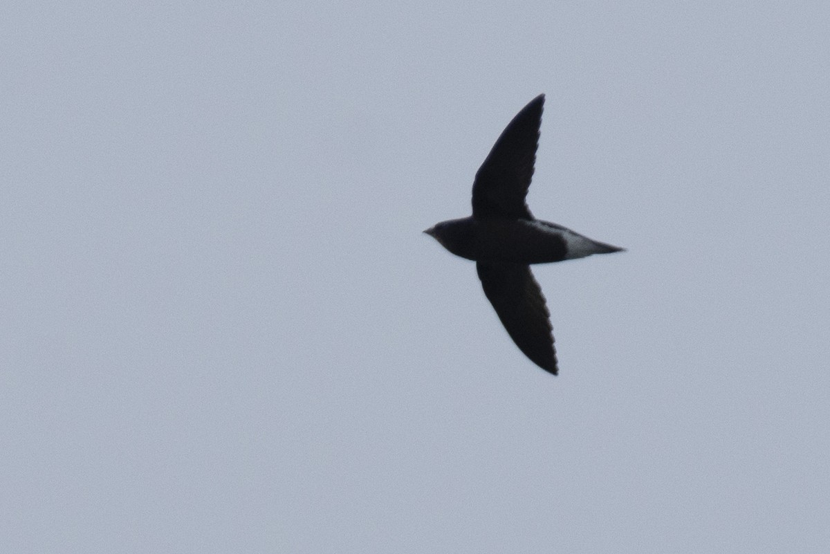 Brown-backed Needletail - ML624485029