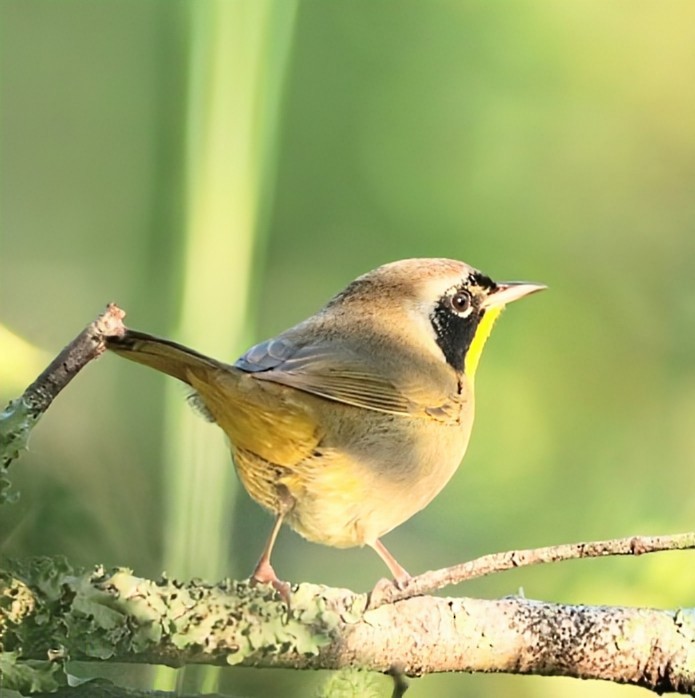 Common Yellowthroat - ML624485030