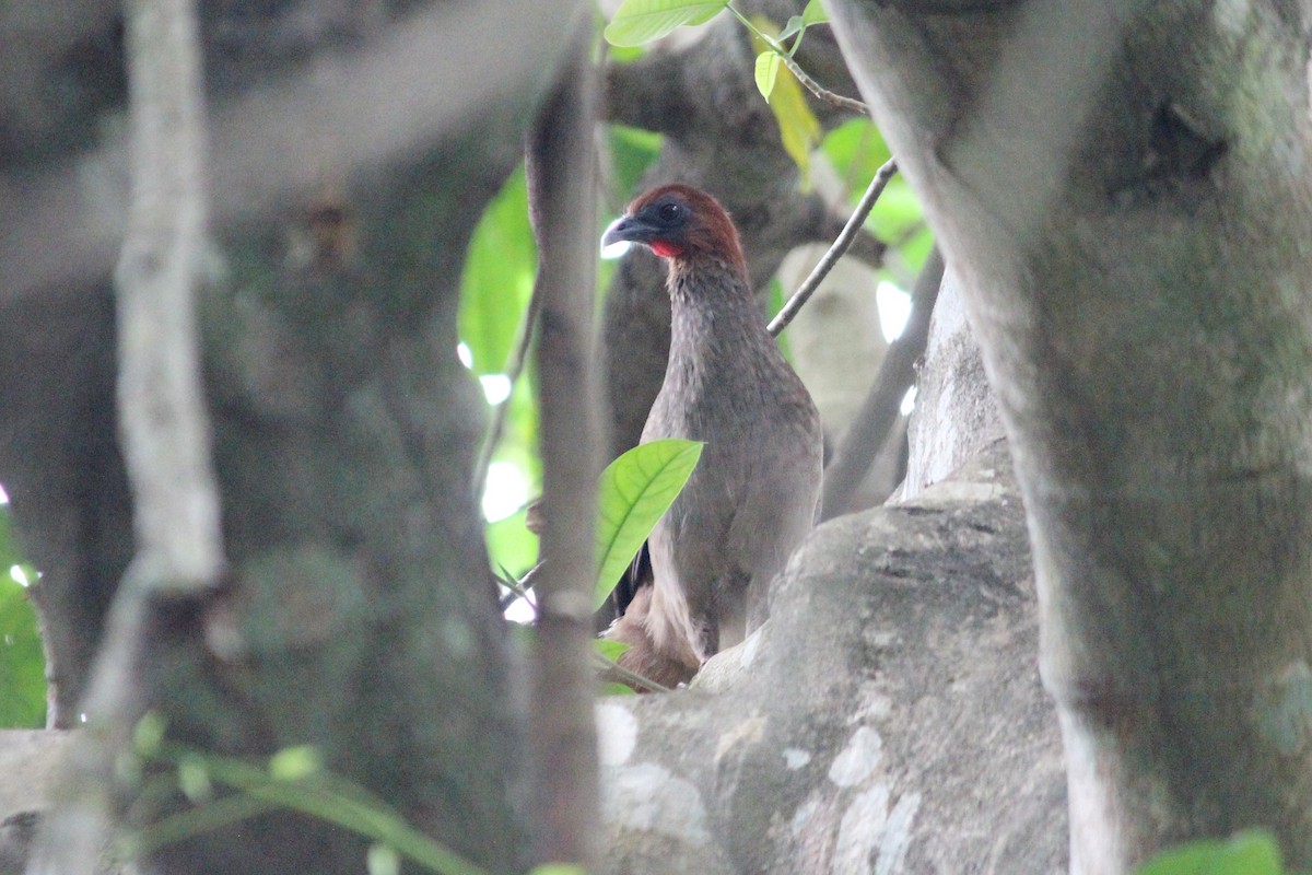 Variable Chachalaca - ML624485074