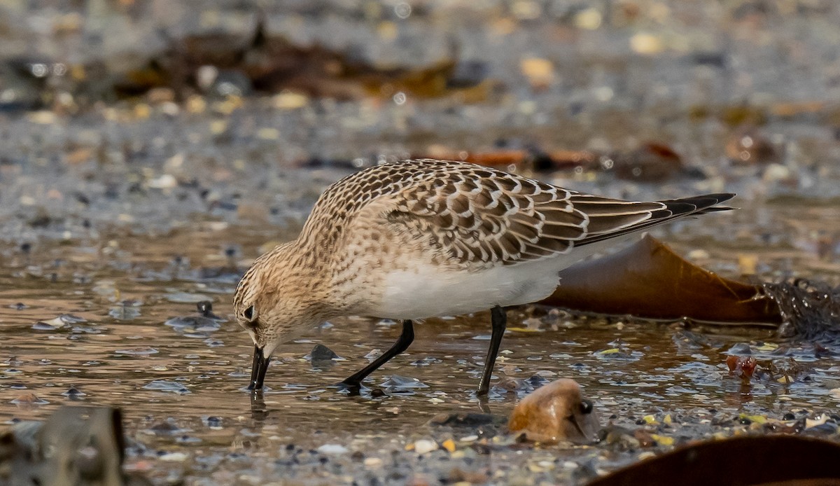 Baird's Sandpiper - ML624485137