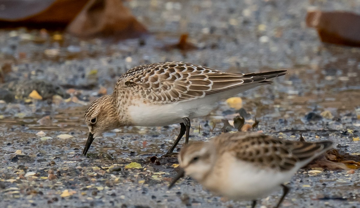 Baird's Sandpiper - ML624485138