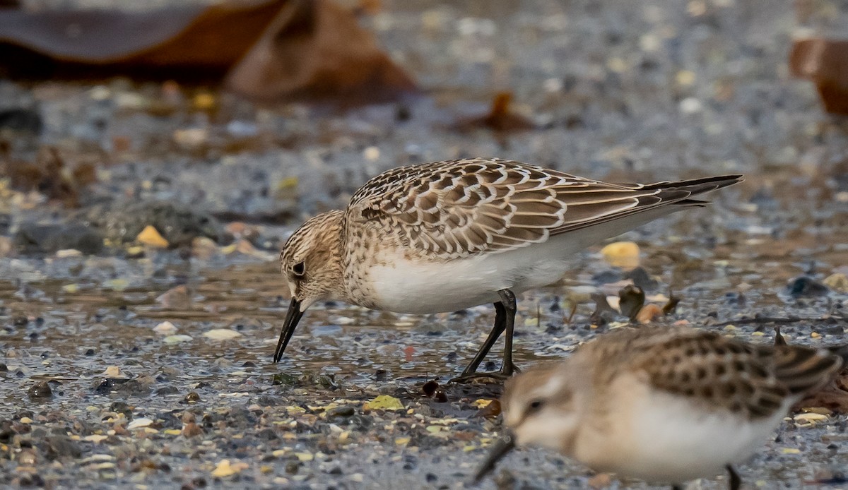 Baird's Sandpiper - ML624485139