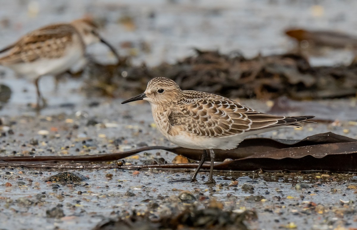 Baird's Sandpiper - ML624485140