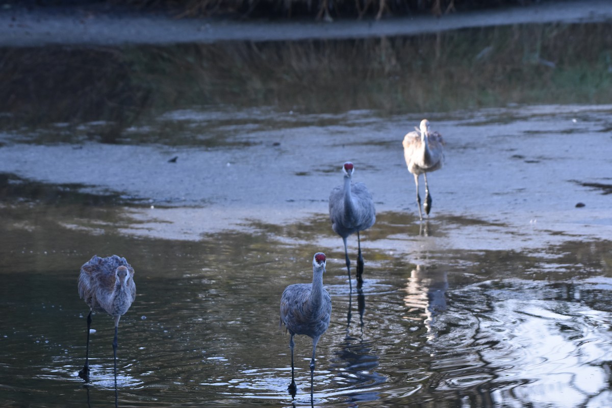 jeřáb kanadský - ML624485242