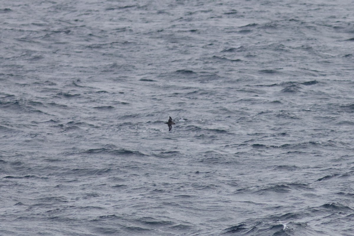 Sooty Shearwater - ML624485379