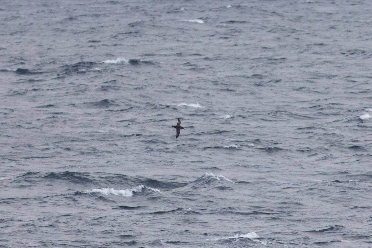 Sooty Shearwater - ML624485385