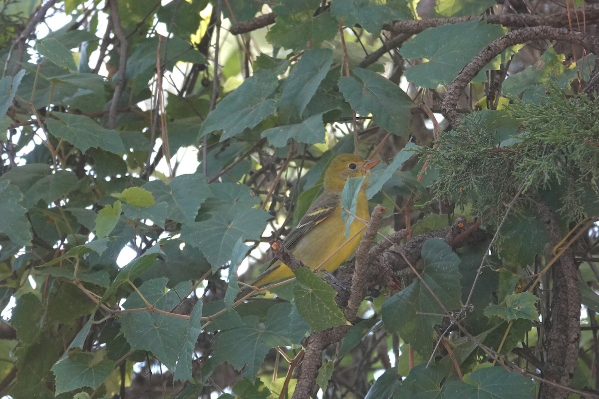 Western Tanager - Betty Beckham