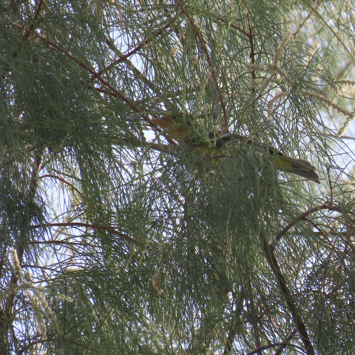 Western Tanager - ML624485736