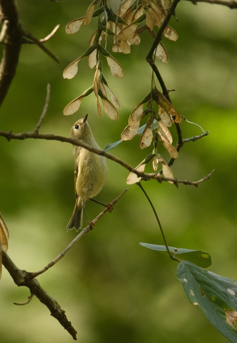 Ruby-crowned Kinglet - ML624485801
