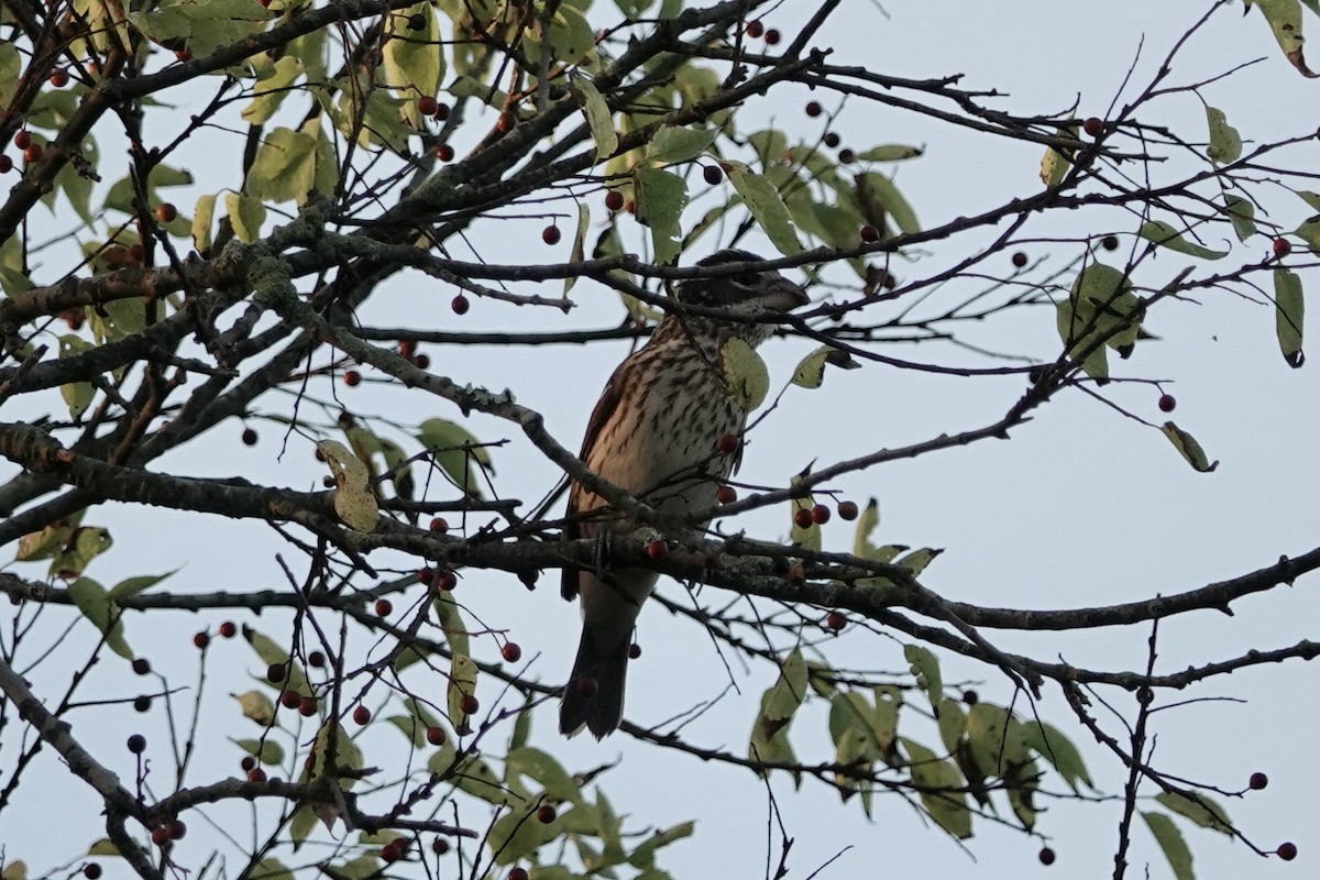 Rose-breasted Grosbeak - ML624485810