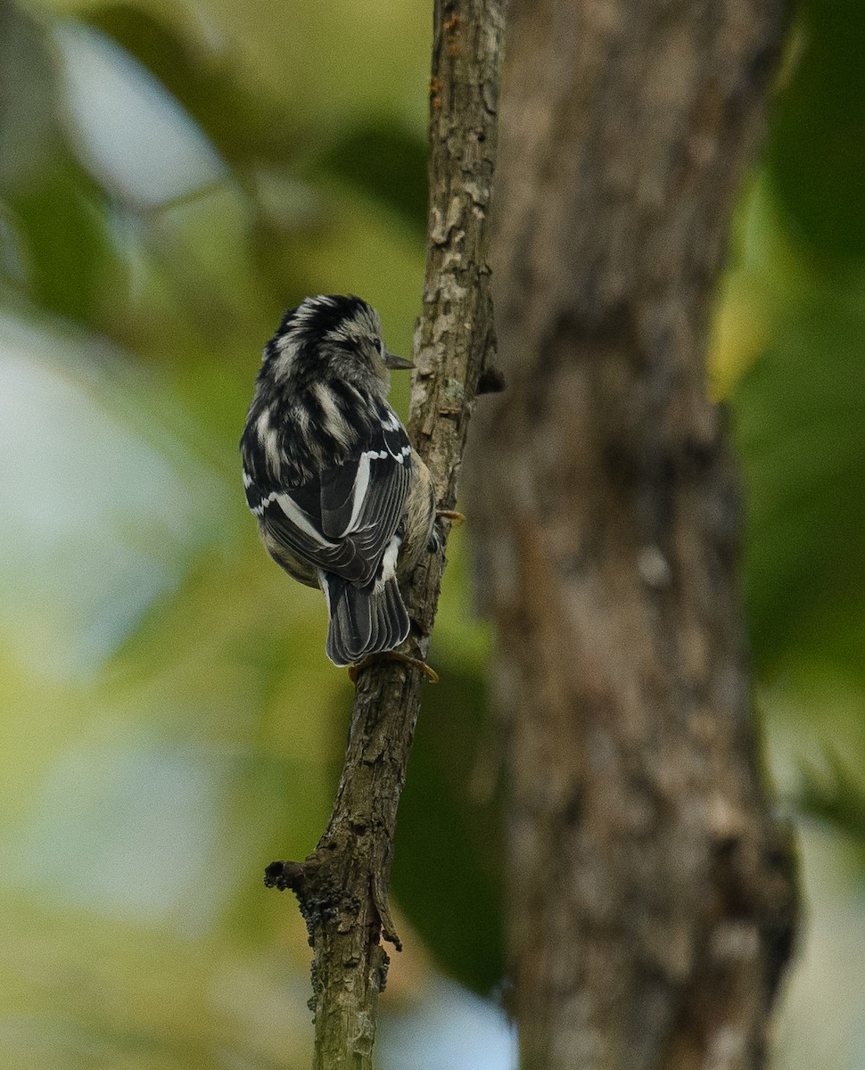 Black-and-white Warbler - ML624485832