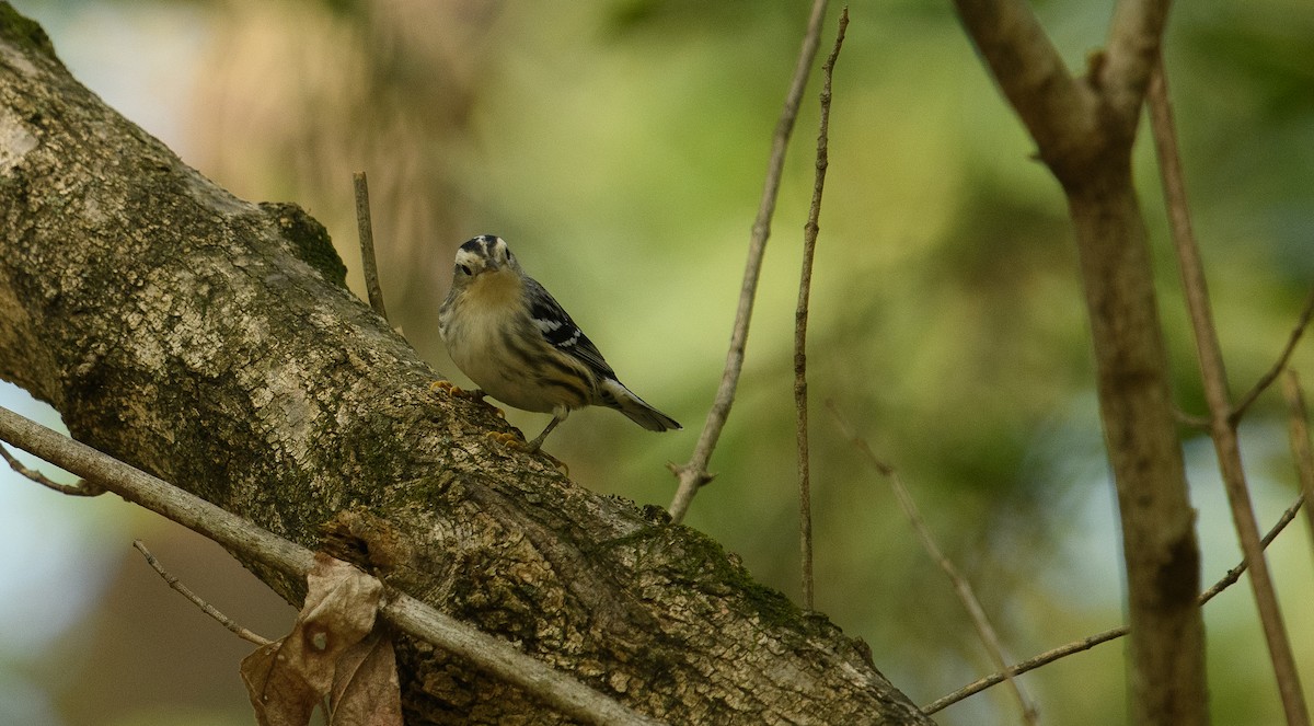 Black-and-white Warbler - ML624485833