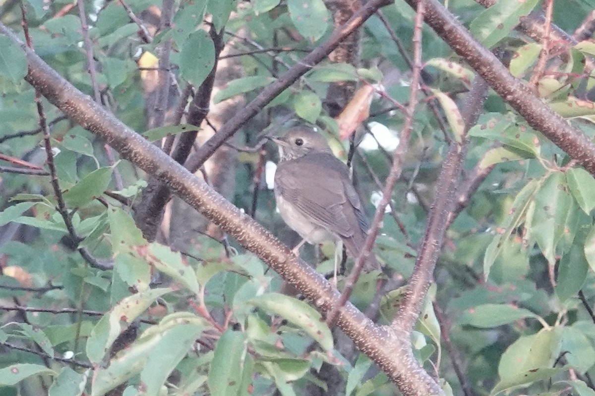 Gray-cheeked Thrush - ML624485843