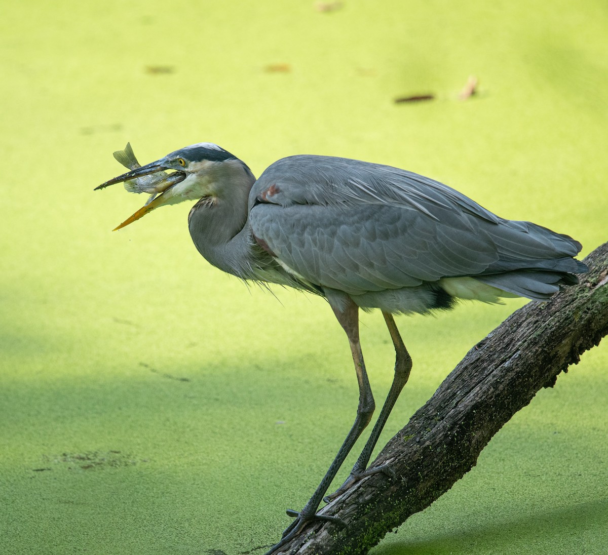Great Blue Heron - ML624485862