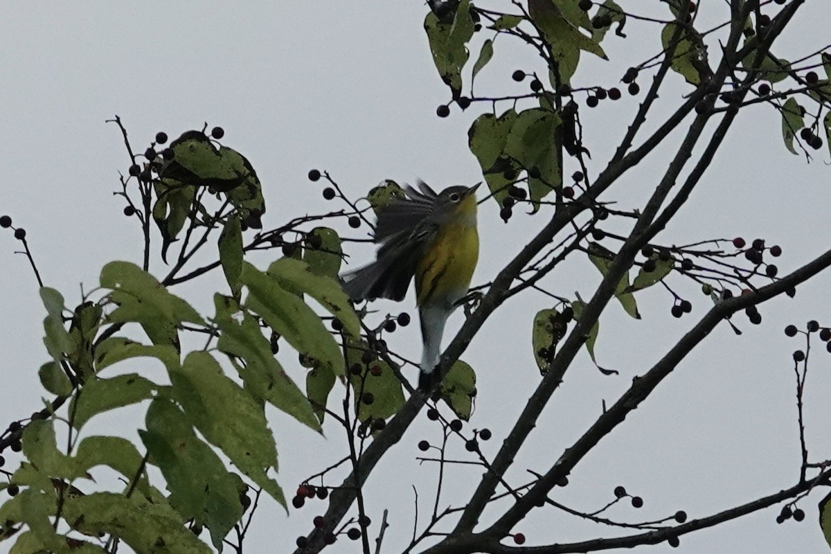 Magnolia Warbler - ML624485866
