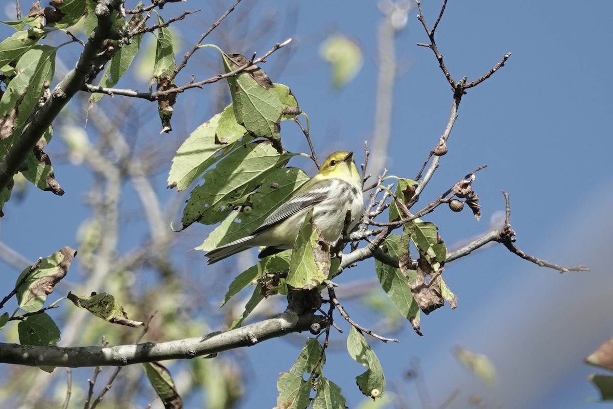 Black-throated Green Warbler - ML624485901