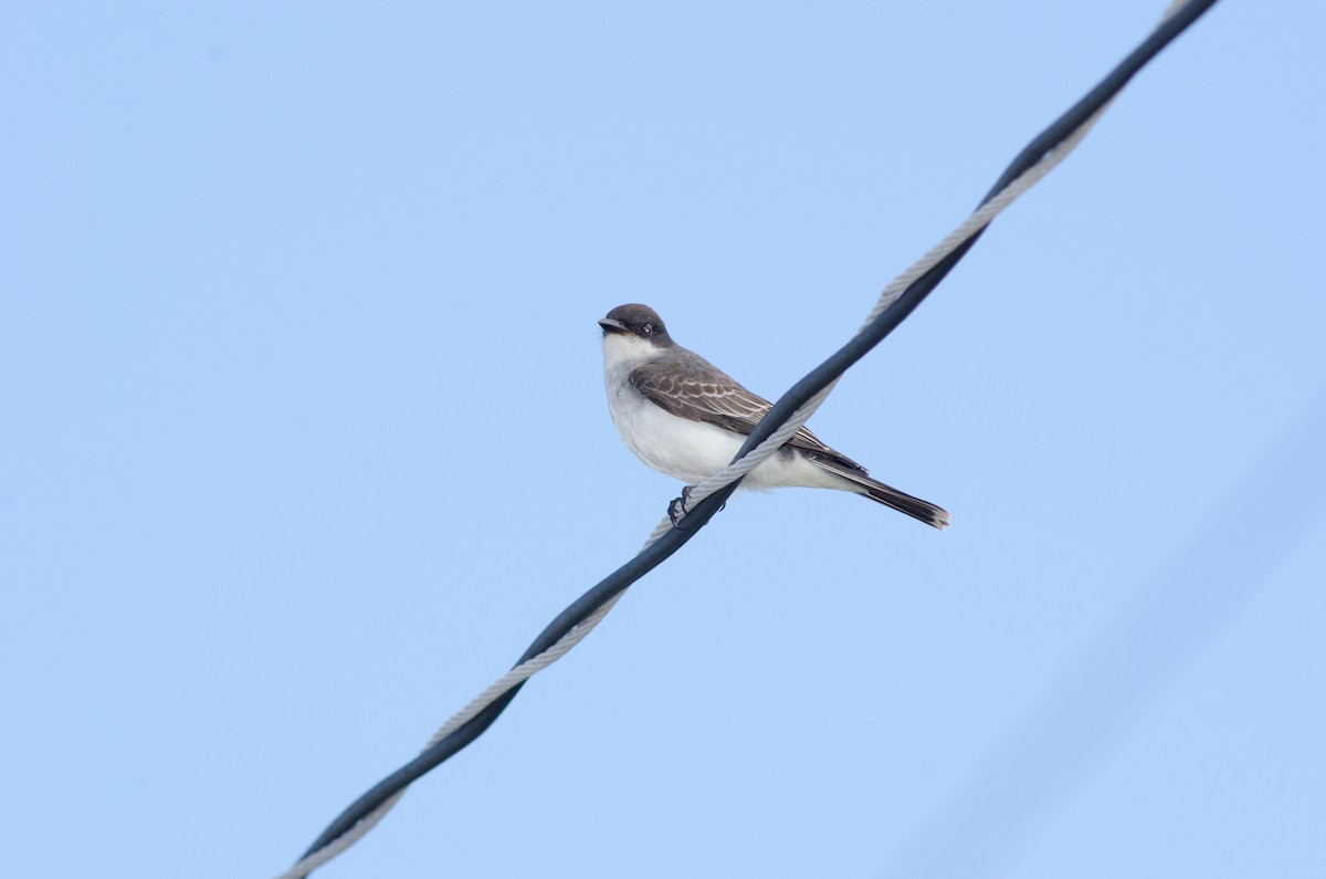 Eastern Kingbird - ML624485996
