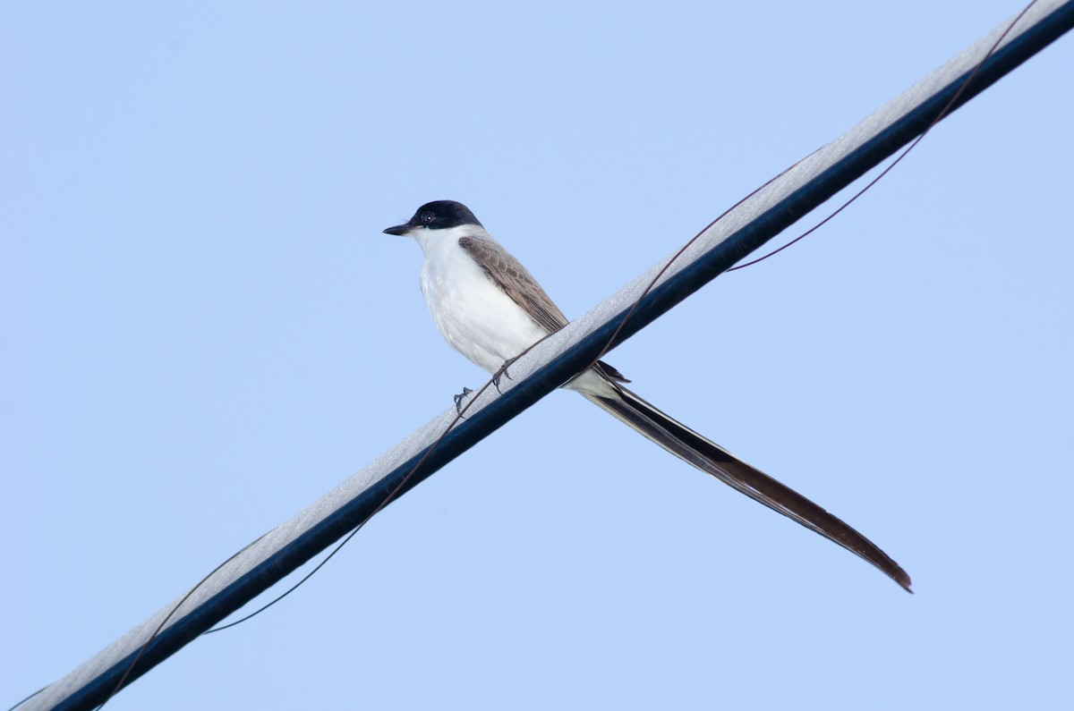 Fork-tailed Flycatcher - ML624486008