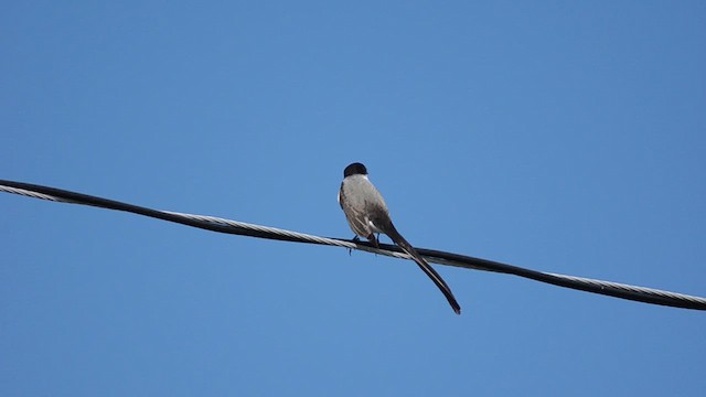 Fork-tailed Flycatcher - ML624486020