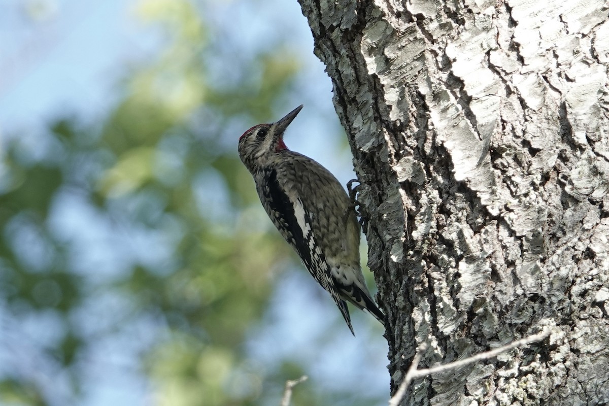 Yellow-bellied Sapsucker - ML624486048