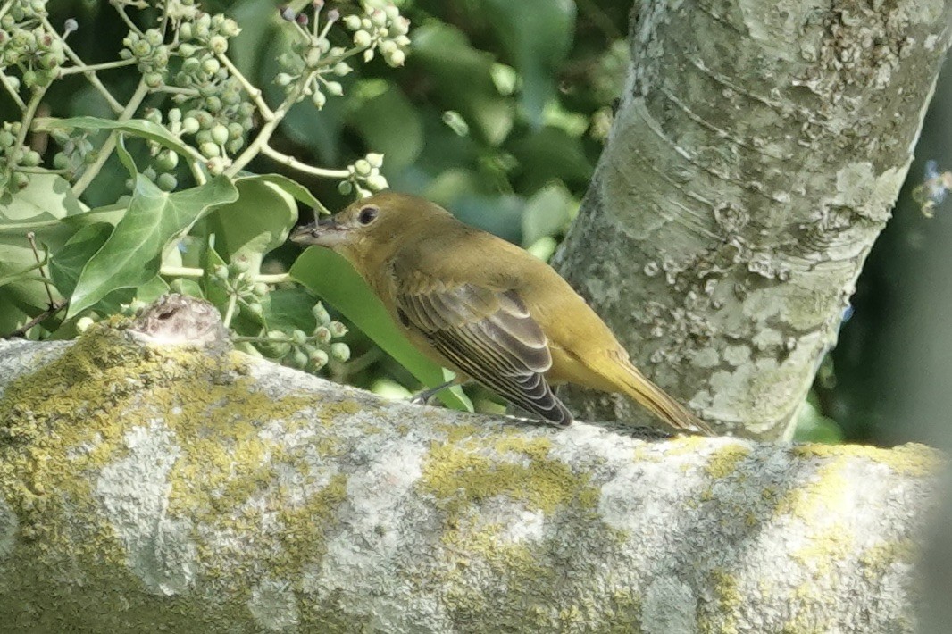 Summer Tanager - ML624486061