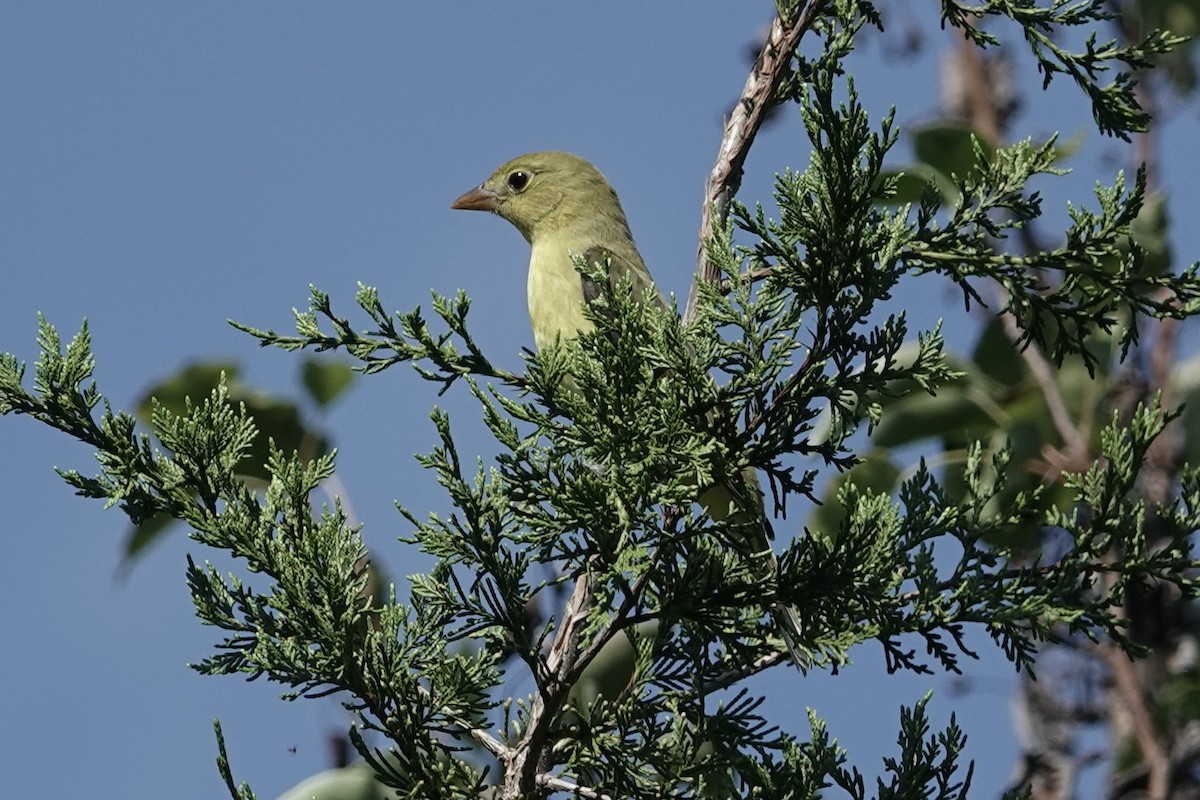 Scarlet Tanager - ML624486100