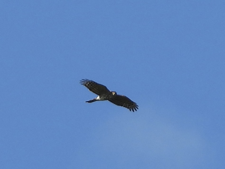 Cooper's Hawk - ML624486118