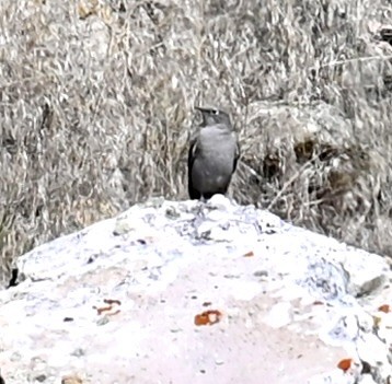 Townsend's Solitaire - ML624486154