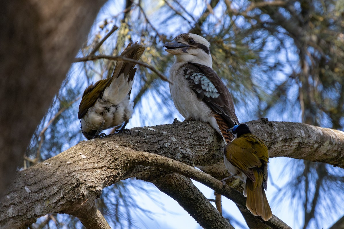 ワライカワセミ - ML624486264