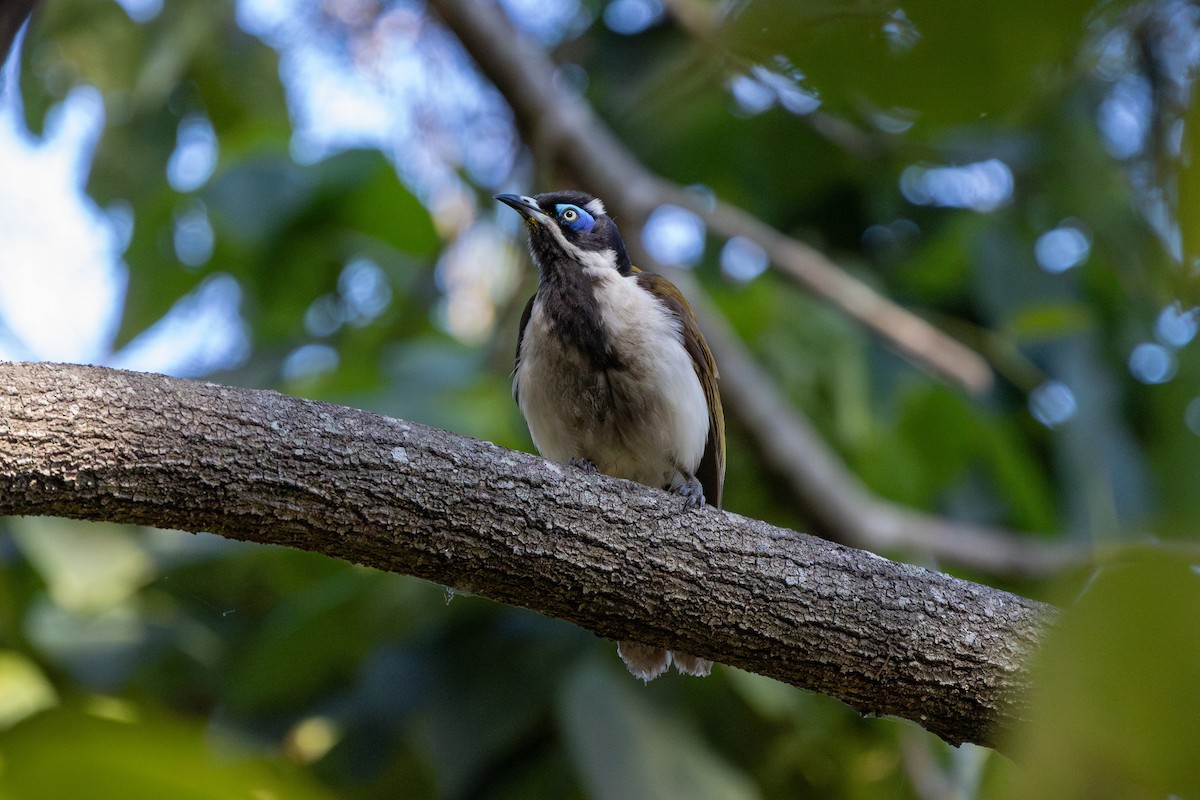 アオツラミツスイ - ML624486269