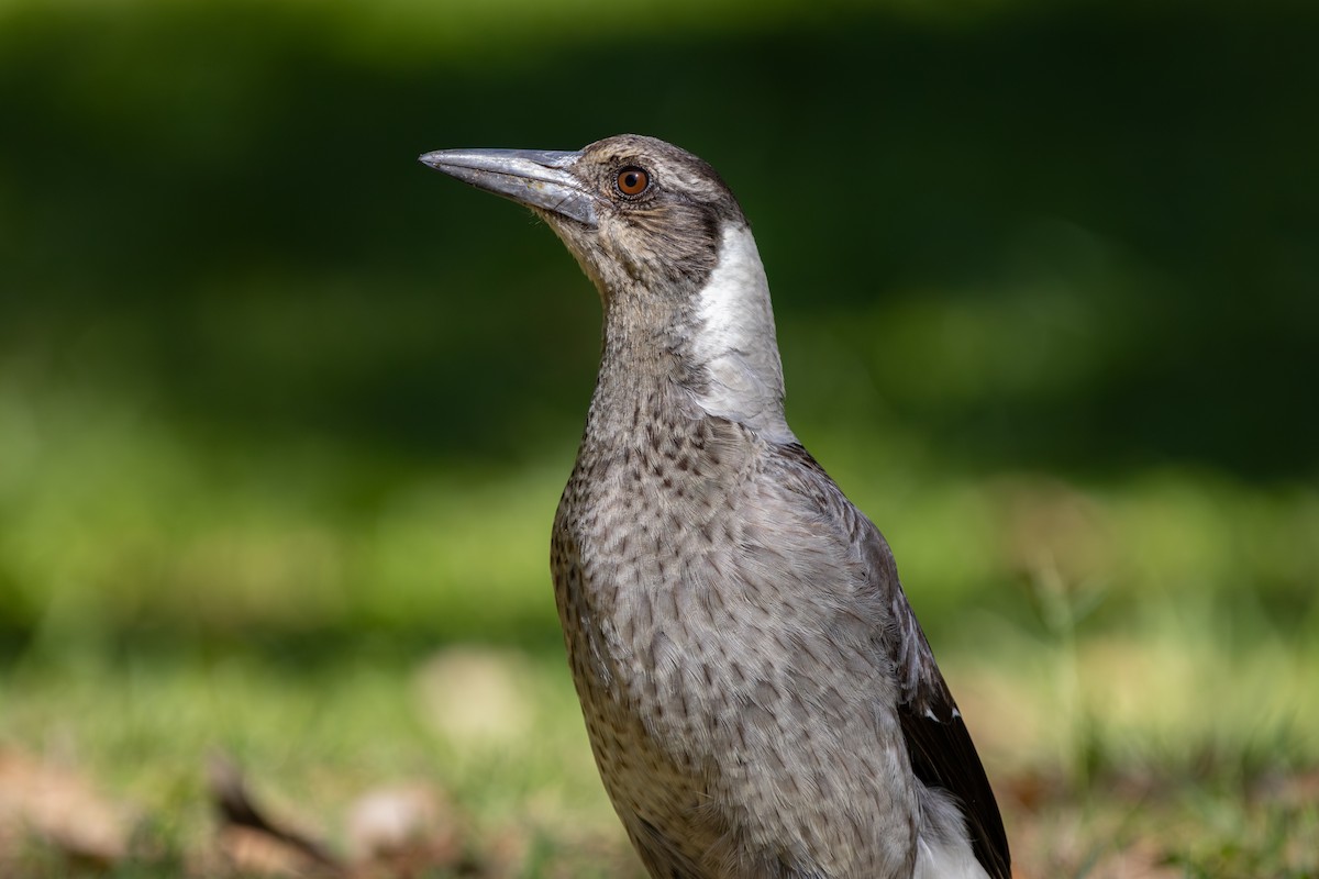 カササギフエガラス - ML624486271