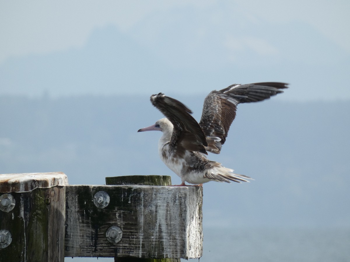 Red-footed Booby - undefined