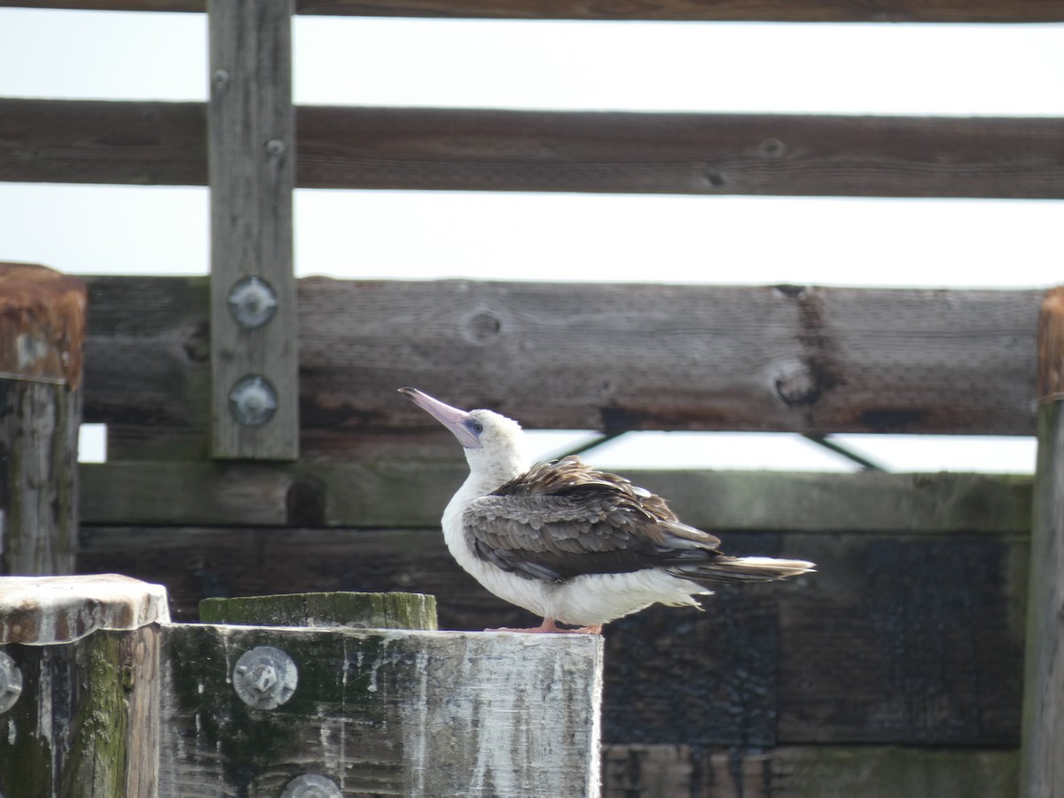 Red-footed Booby - ML624486443